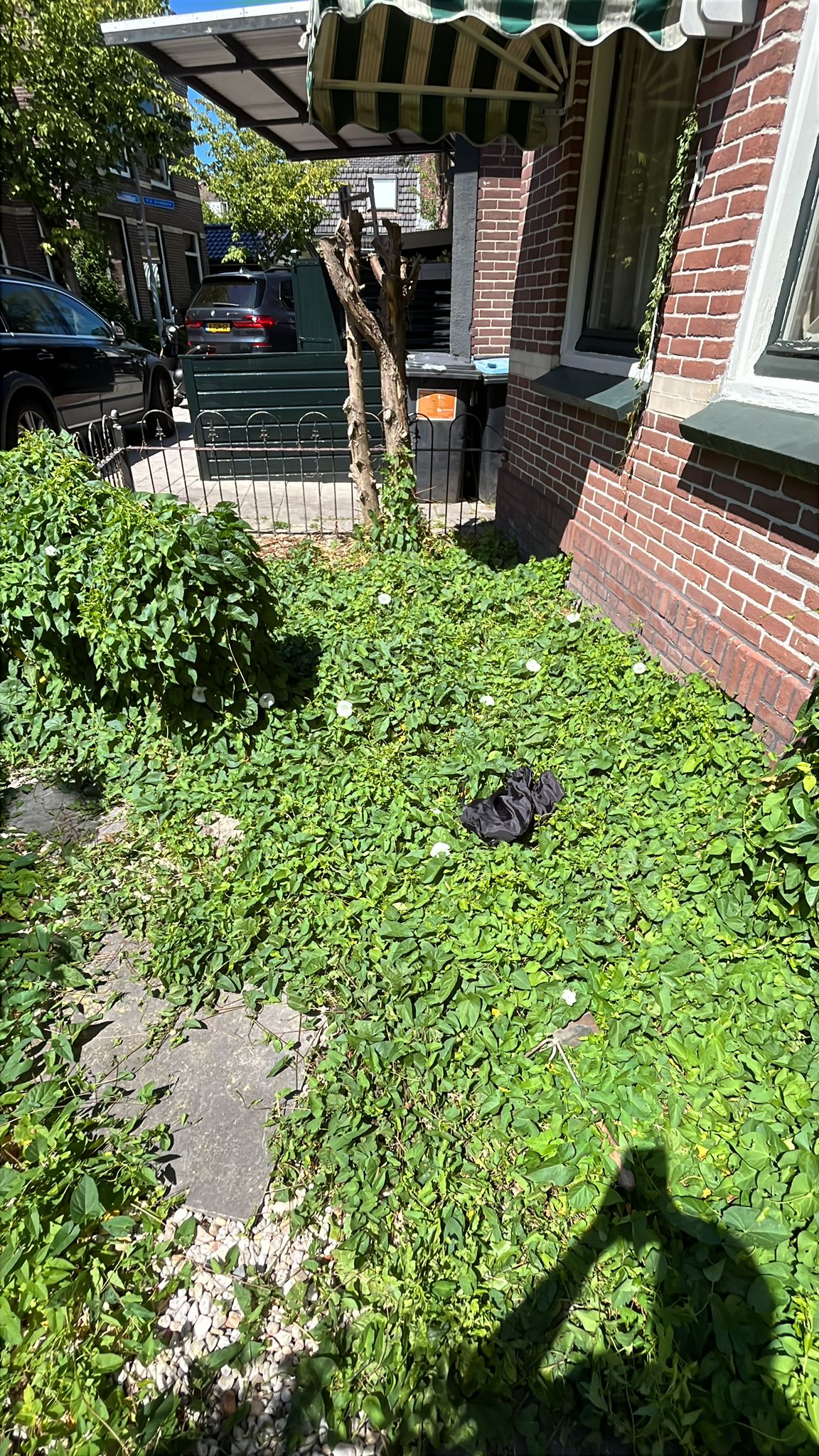 Overzicht van de dichtgegroeide voortuin, waar haagwinde de hele grond en de gevel bedekt