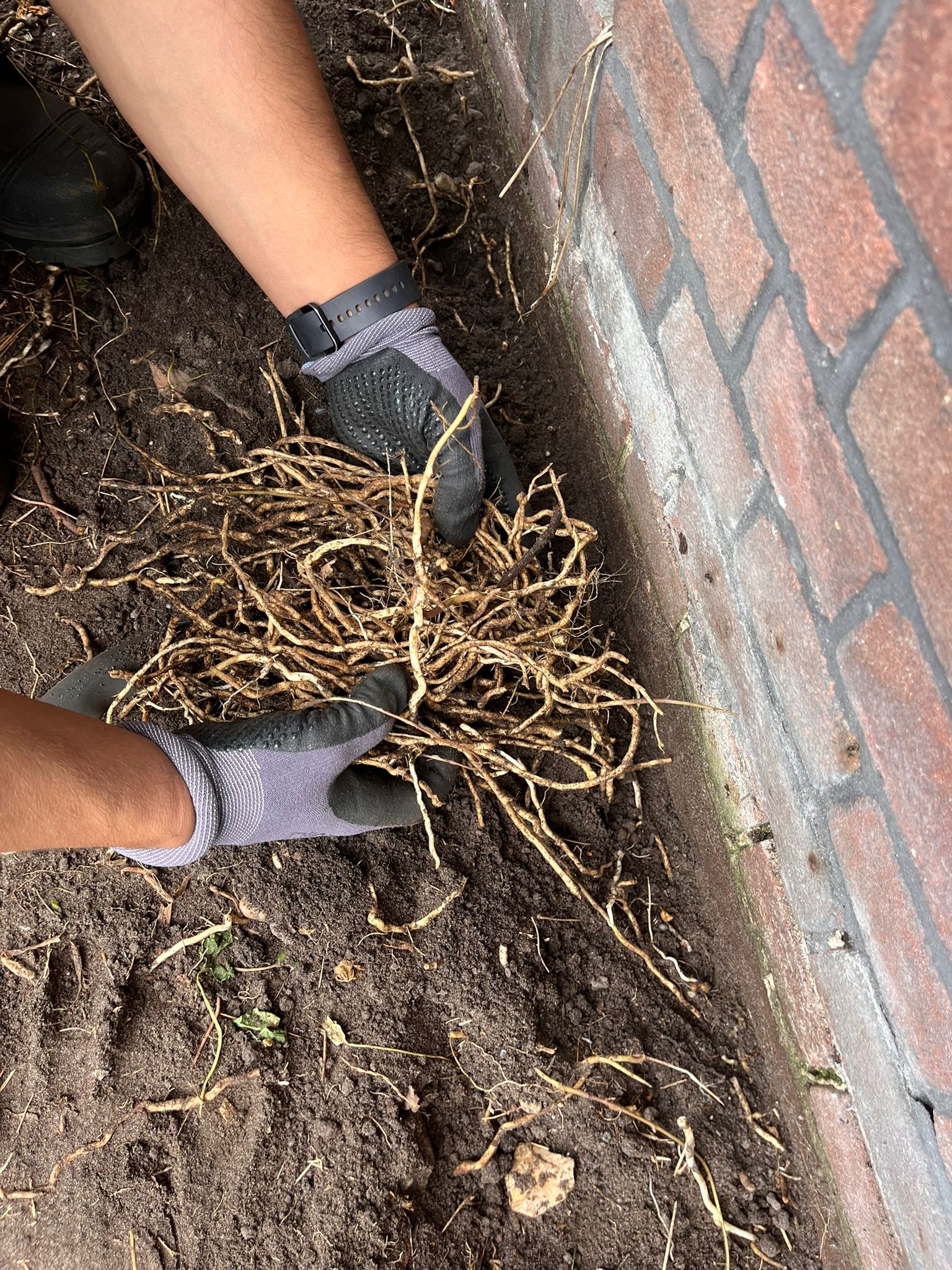 Handen met tuinhandschoenen die een dichte pluk witte haagwindewortels uit de grond trekken