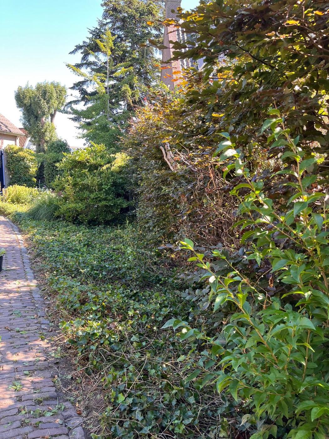 Dezelfde border teruggesnoeid, met de rand van het pad weer vrij