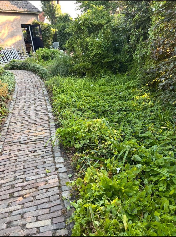 Border waarin bodembedekkers en klimop over het klinkerpad heen zijn gegroeid