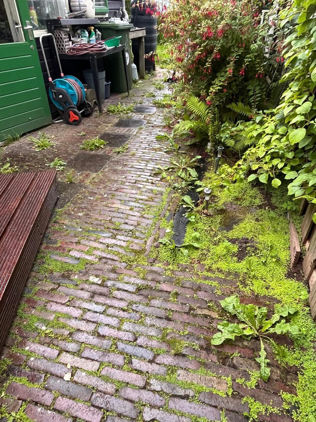 Klinkerpad met mos en onkruid in bijna elke voeg